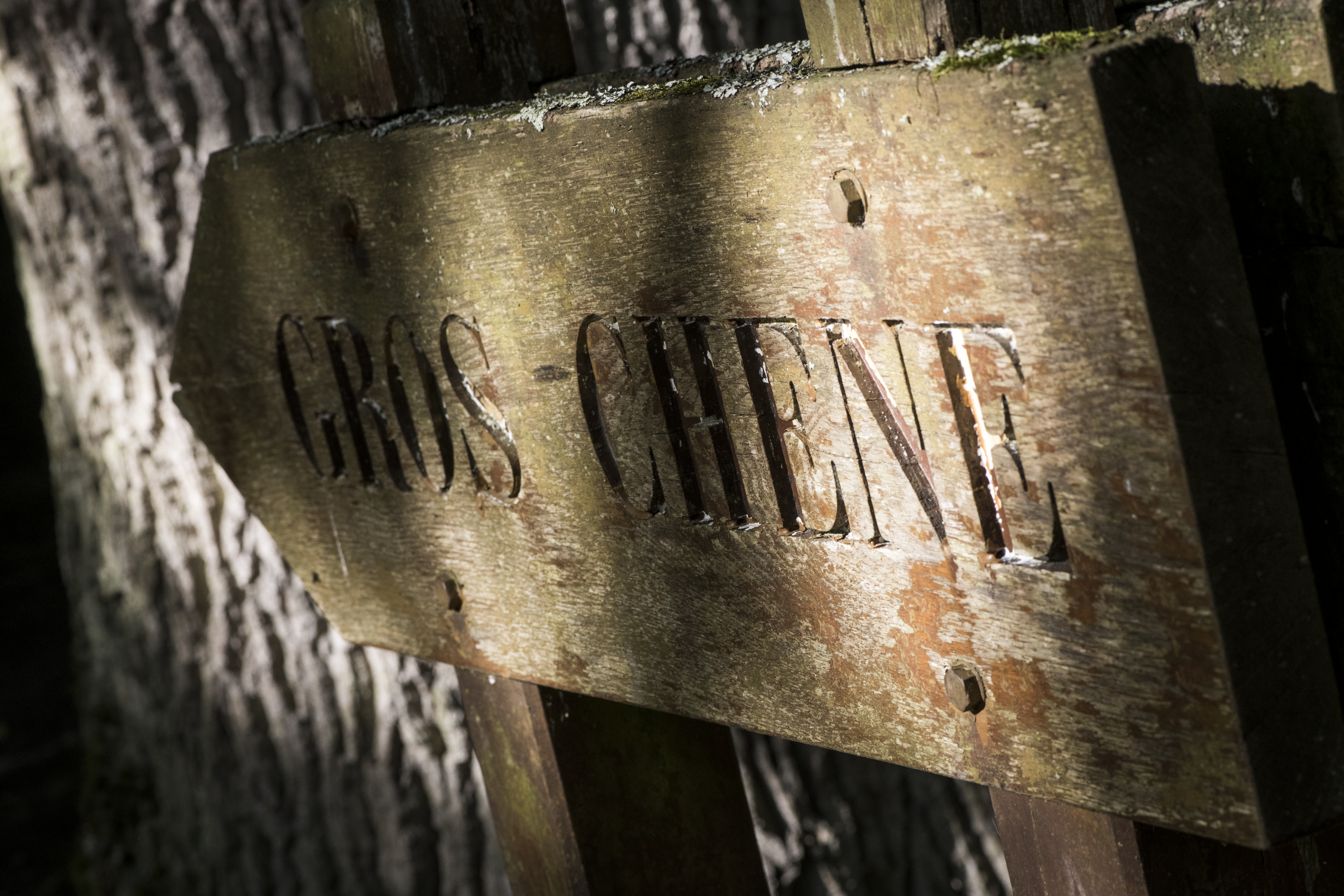 Gros Chêne