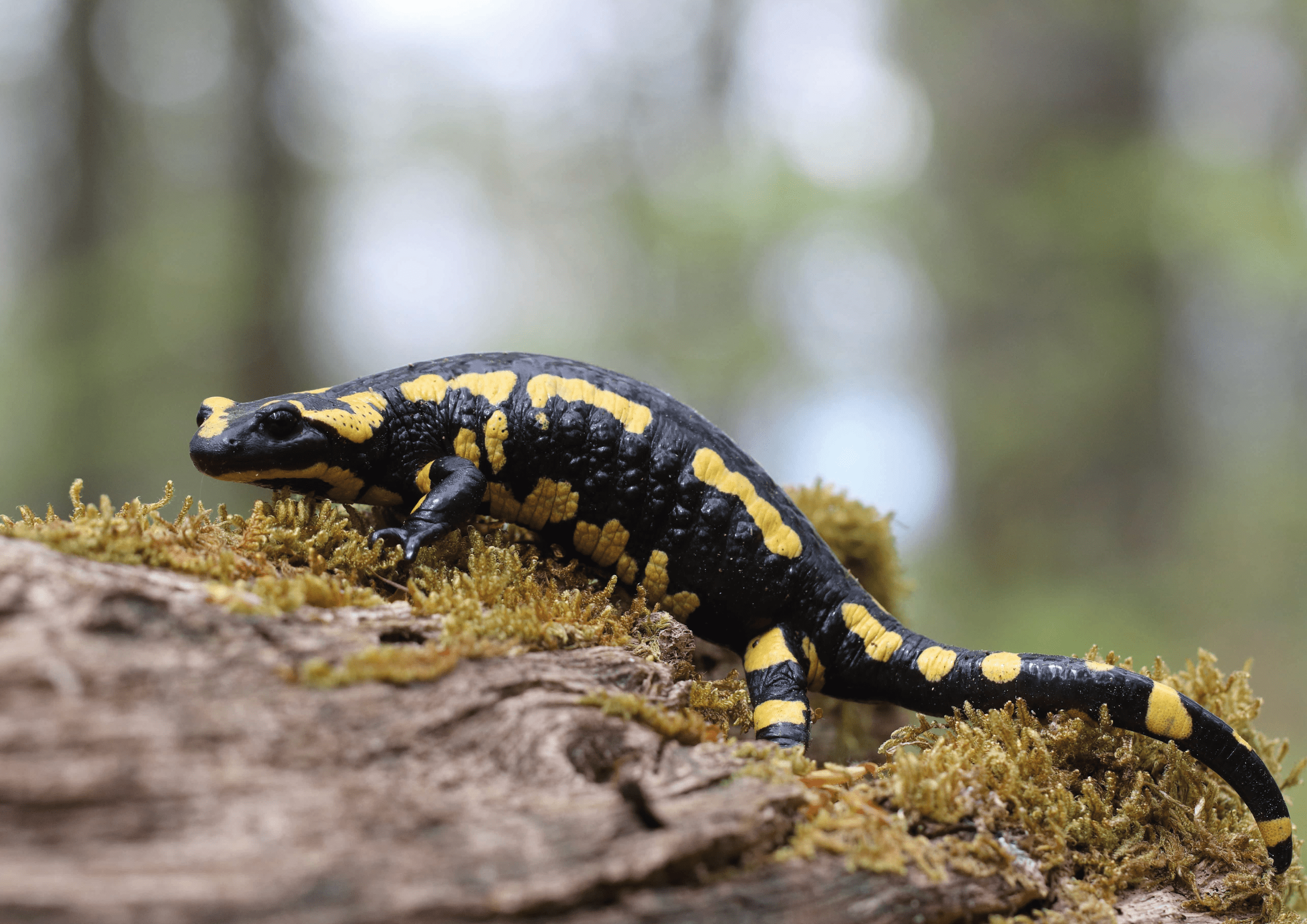 Salamandre tachetée en forêt de Haguenau © P. Jung