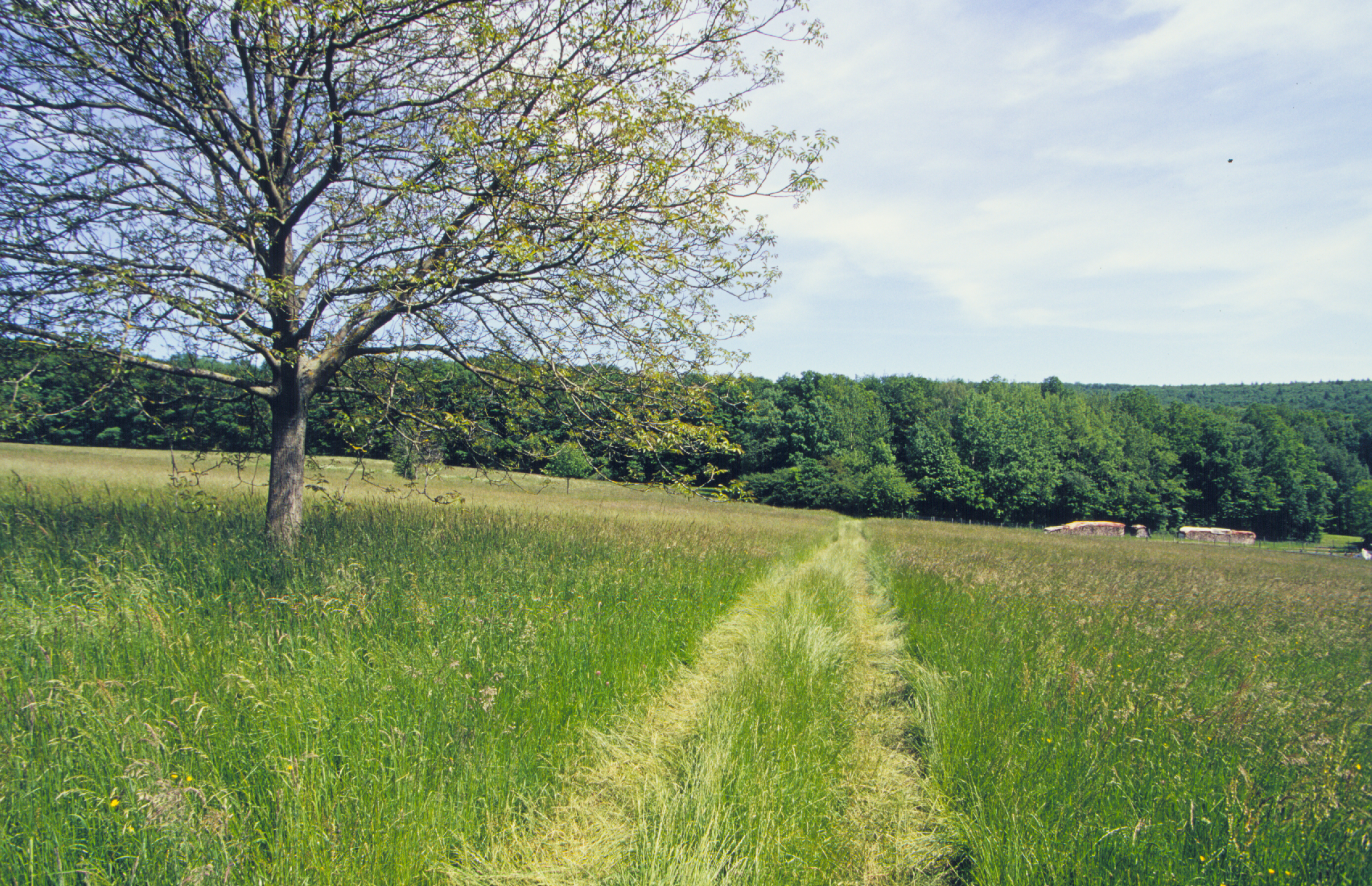 Wingen-sur-Moder