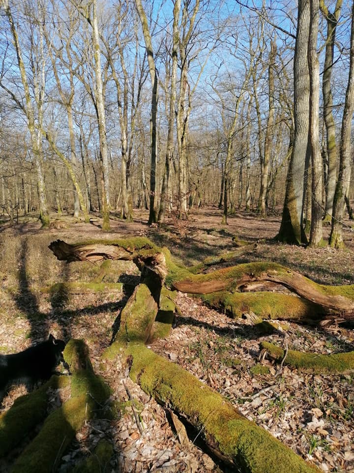 Valérie Waechter - Wald in dir