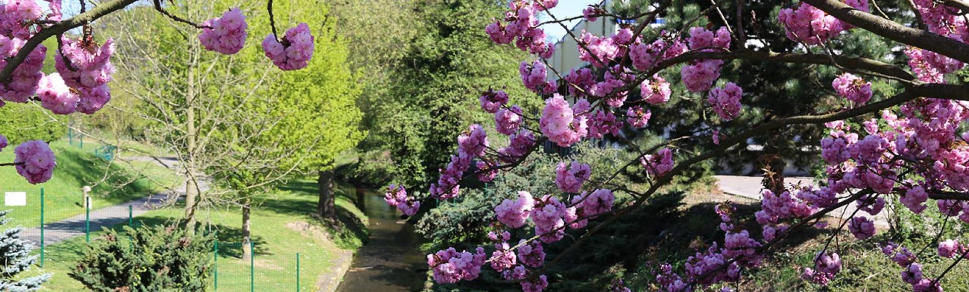 Der Trame Verte Wanderweg in Bischwiller