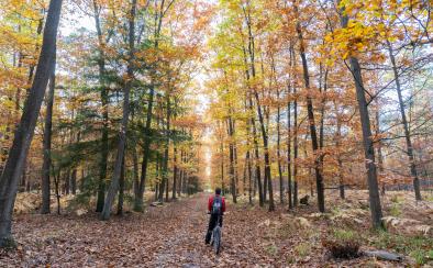 Fietsen in het bos van Haguenau in de herfst