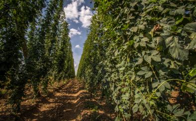 Hop fields © Céline Schnell Hop fields © Céline Schnell