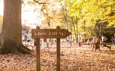 Uitzonderlijke Forest® van Haguenau in de herfst