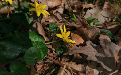 Sylvotherapie - Wald an sich