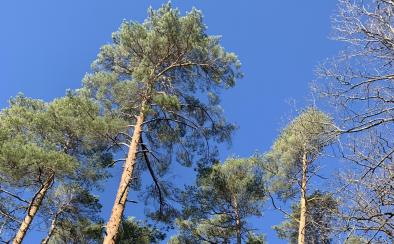 Forêt de Haguenau