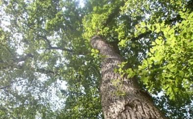 Forêt d'Exception® de Haguenau