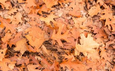 Couleurs d'automne © Emmanuel VIVERGE