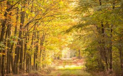 Het uitzonderlijke bos® © Emmanuel Viverge