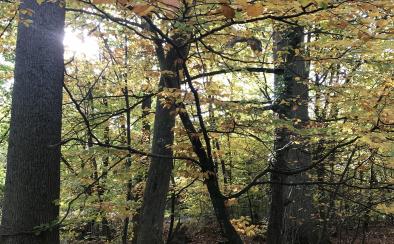 Forêt de Haguenau