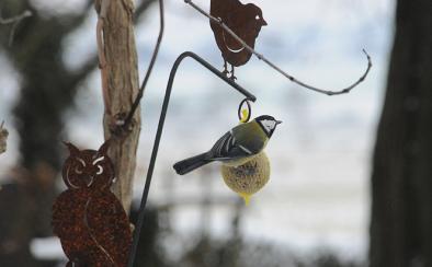 Vogel in een besneeuwd landschap