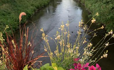 Flowering in Haguenau