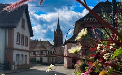 Flowery spring in Pfaffenhoffen (Val-de-Moder)