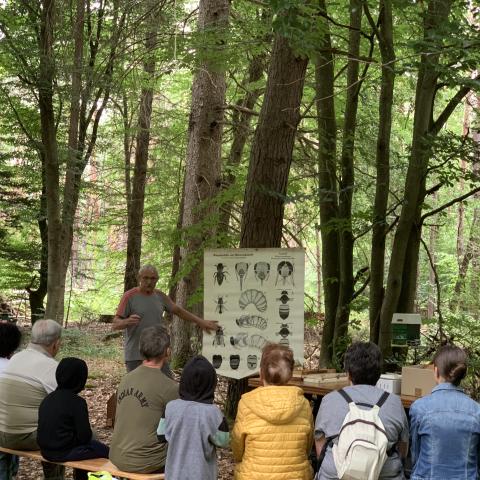 The apiary in the Haguenau forest