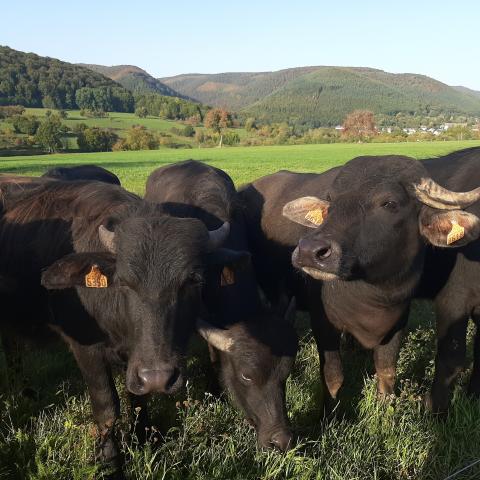 Domaine des Bufflonnes