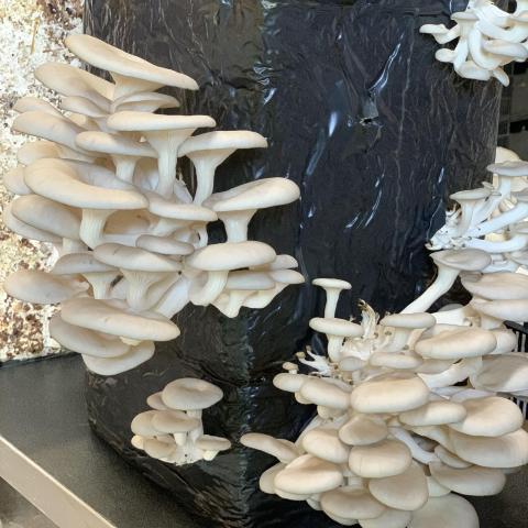 Growing oyster mushrooms