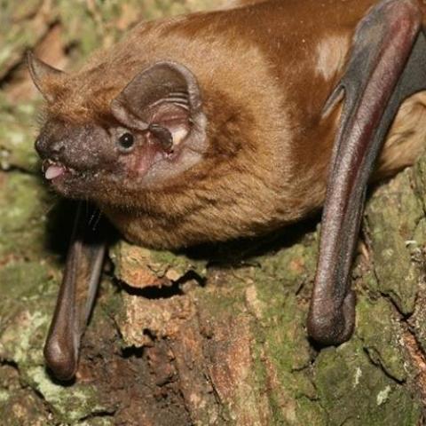 A l'écouté des chauves souris