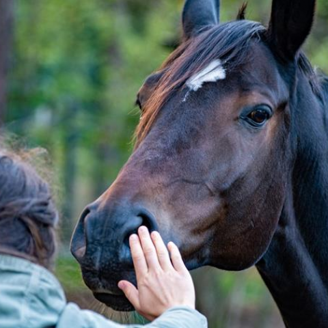 Découverte de la pension de chevaux