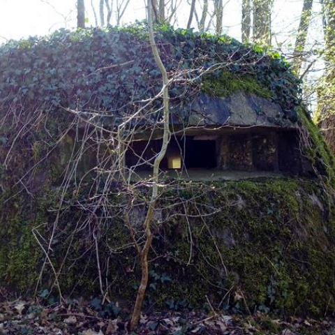 Vestiges de guerre en forêt 