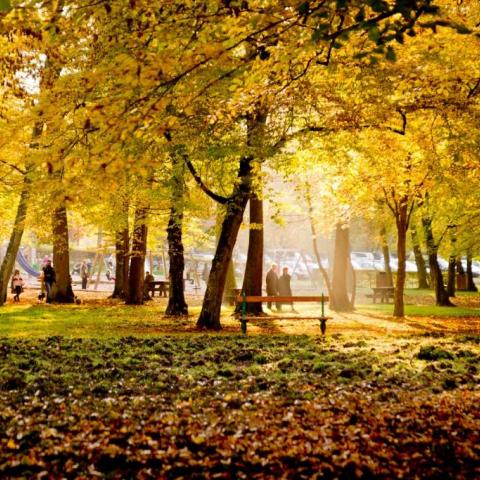 Forêt de Haguenau_©Office de tourisme 