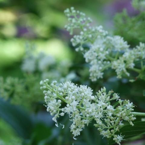 Garden - Farandole for the curious