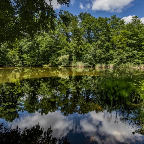 Étangs Gründel en forêt de Haguenau