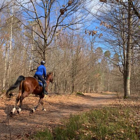 Balade en forêt de Haguenau ©Fleckinger Cyrille