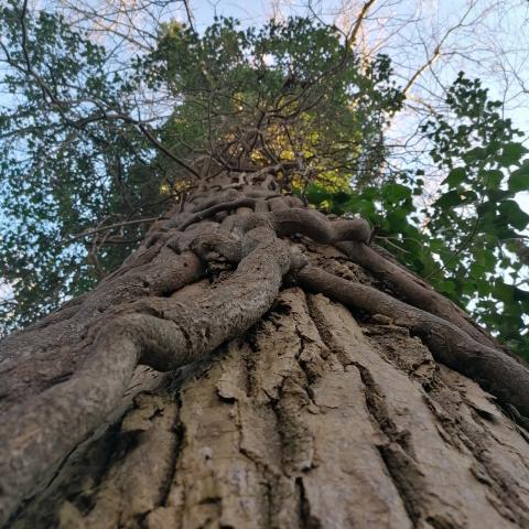 Forêt de Haguenau©Valérie Waechter @Forêt en Soi
