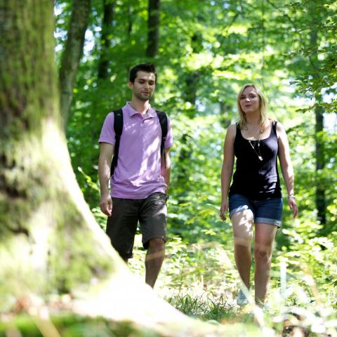 Balade en forêt de Haguenau