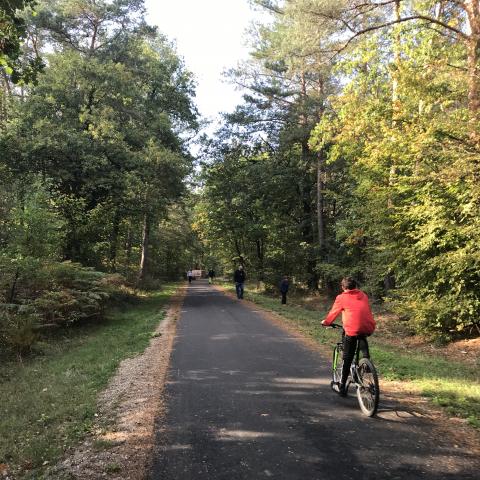 Haguenau Forest - Tourismusbüro