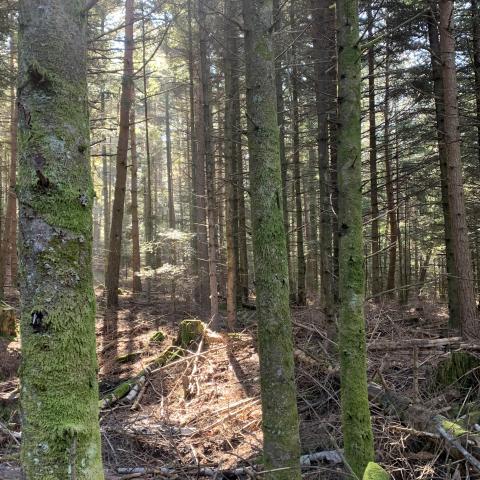Haguenau Forest - VVV-kantoor