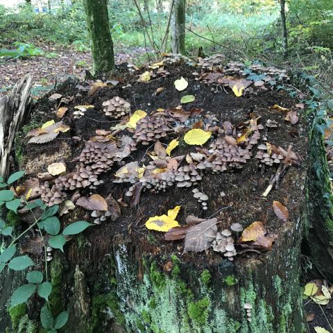 Boomstronk bedekt met paddenstoelen © Office de tourisme de Haguenau