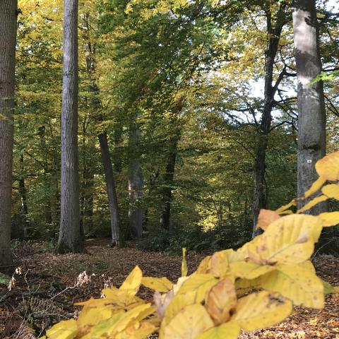 Hagenauer Wald_ © Fremdenverkehrsamt