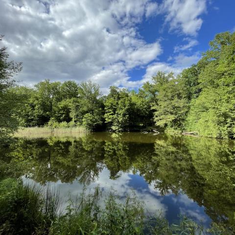 Gründel-vijvers in het Haguenau-bos