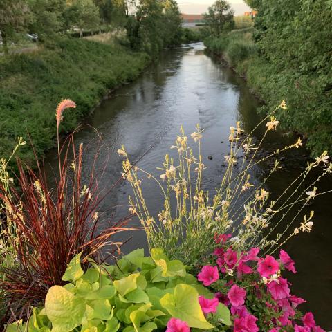 Flowering in Haguenau