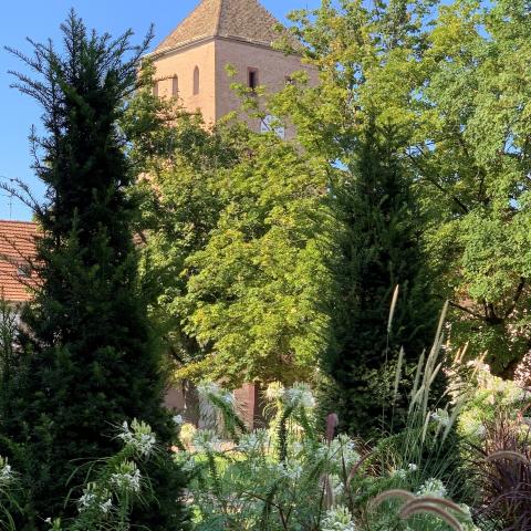 Flowering in Haguenau