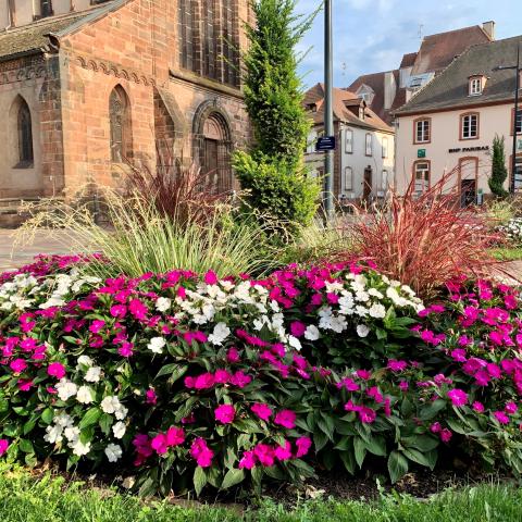 Flowering in Haguenau