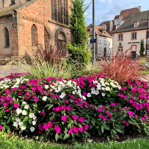 Blüte in Haguenau