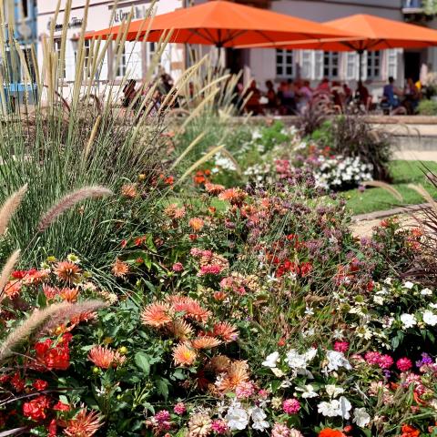 Flowering in Haguenau