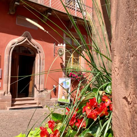 Flowering in Haguenau