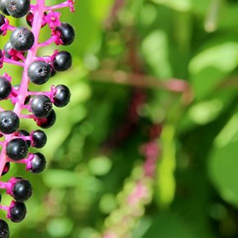 Nature project: fight against invasive plants