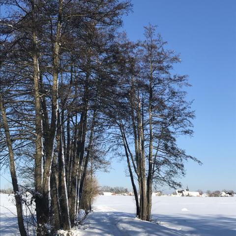 Schneebedeckter Baum Foto © Wintersaison Bürofoto