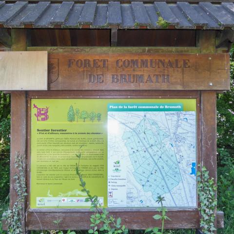 Forêt de Brumath