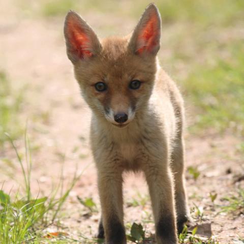 Rotfuchs - Expo Faszinierender Wald, inspirierende Natur © Pierrot Jung