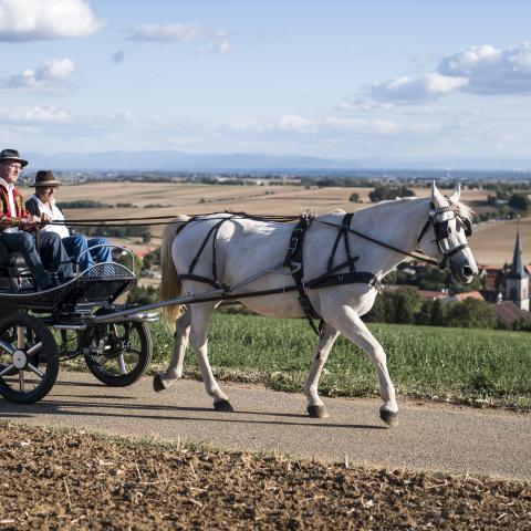 Stal van de berg - Cyrille Fleckinger