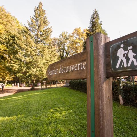 Gros Chêne en forêt de Haguenau, sentier de découverte