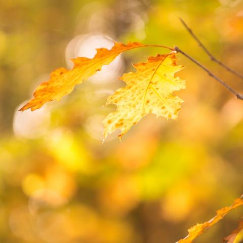 Autumn © Emmanuel Viverge