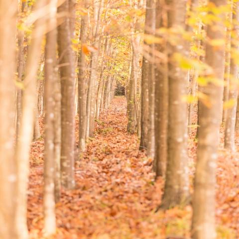 Allée forestière en automne © Emmanuel Viverge