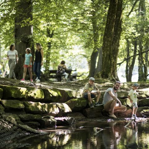 Gros-chêne forêt de Haguenau 