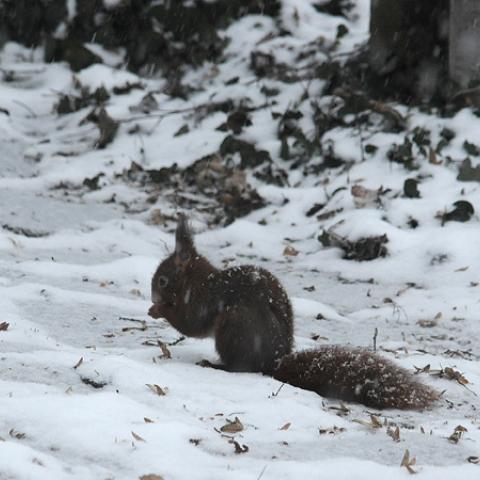 Winter nature